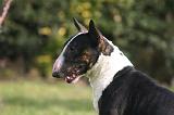 BULL TERRIER MINIATURE 312